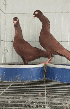 今日最开心 20200503 霸气狮子巡逻 气势无人能挡预览图